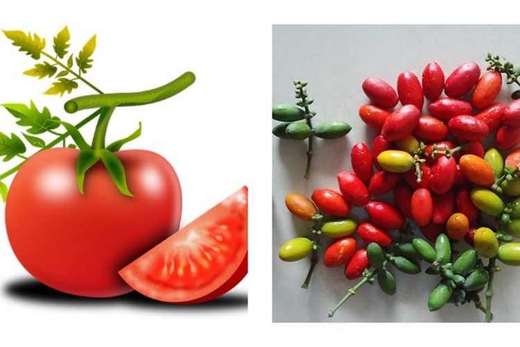 Pebedaan Tumbuhan Angiospermae dan Gymnospermae: Pengertian, Ciri-ciri, dan Contohnya-Materi Biologi Kelas 10