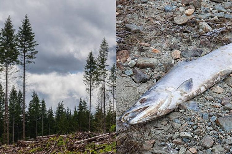 Fenomena Hujan Asam: Inilah Proses Terjadi, Penyebab, Dampak, Serta Cara Mengatasinya