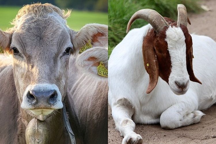 Link Twibbon Idul Adha 2023: Syarat Binatang Yang Digunakan Untuk Ibadah Qurban, Simak Penjelasannya