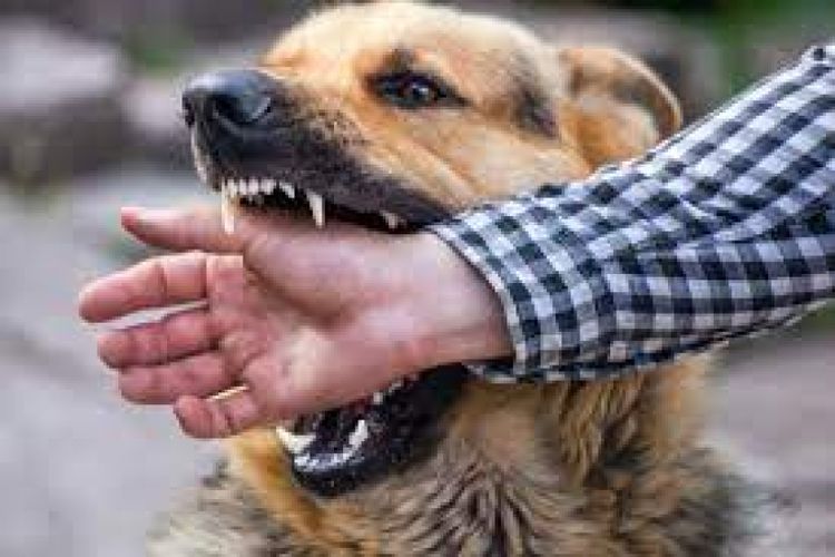 Wapada! Kasus Rabies Semakin Merebak, Berikut Cara Pertolongan Pertama Ketika Terkena Gigitan Hewan Rabies