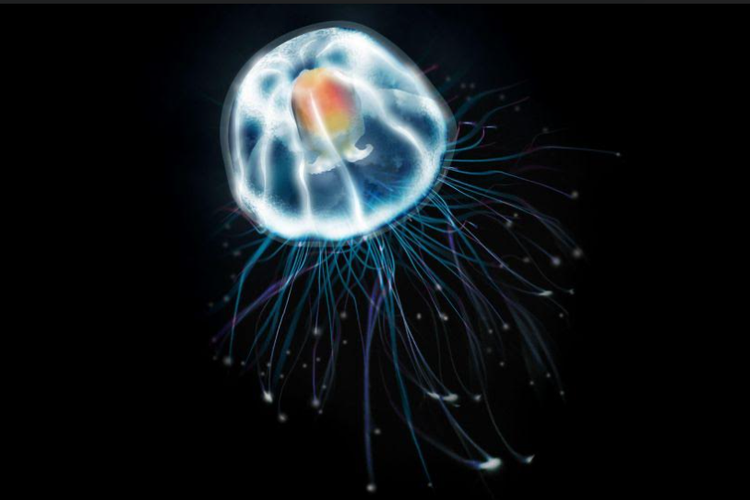 Wow!! Hewan InI Tidak Pernah Tua, Bisa Kembali Menjadi Muda Lagi Seperti Bayi?