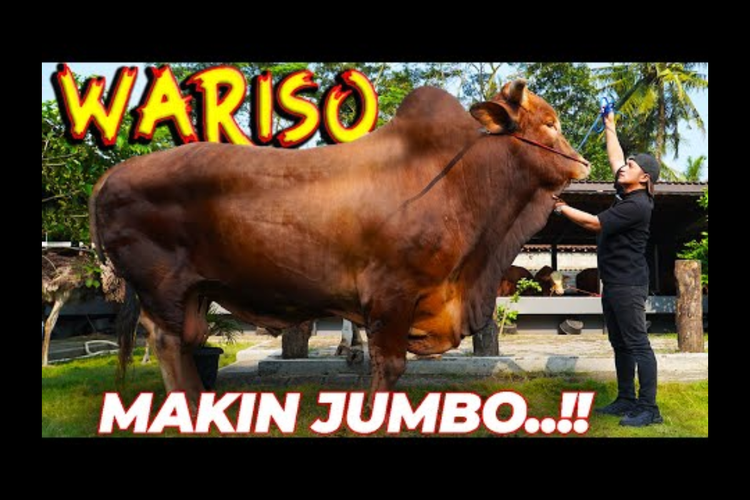 Sapi Raksasa Wariso Milik Irfan Hakim Siap Jadi Hewan Kurban Idul Adha 1444 H