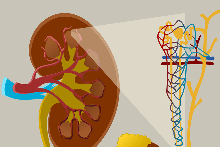Mengenal Lebih Lanjut Mengenai Nefron dan Bagian-Bagian Pentingnya!