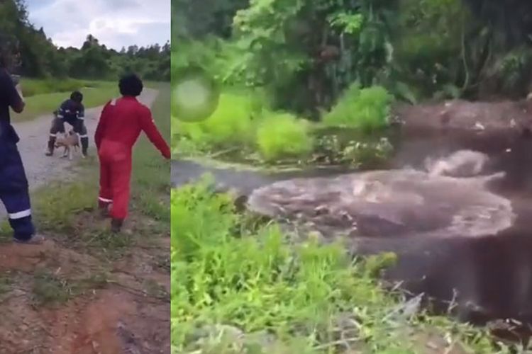 3 Pria Ini Tega Lempar Seekor Anjing ke Rawa Yang Dipenuhi Buaya