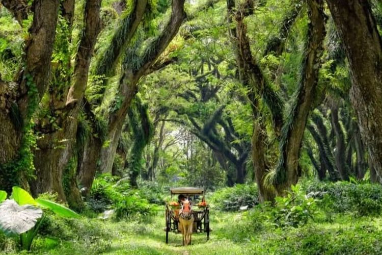 Hutan ‘Alice In Wonderland’ Ada di Banyuwangi, Jawa Timur! Suguhkan Suasana Bak Negeri Dongeng yang Menawan