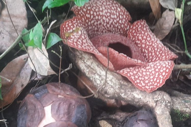 3 Fakta Menarik Taman Nasional Meru Betiri, Benarkah Jadi Tempat Mekarnya Bunga Rafflesia yang Langka?
