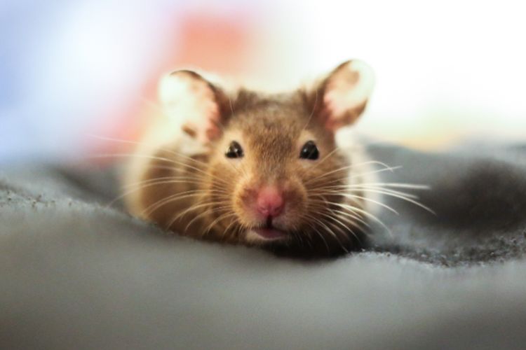 Mengenang Black Death, Petaka Pandemi yang Terjadi di Eropa karena Tikus yang Merajalela