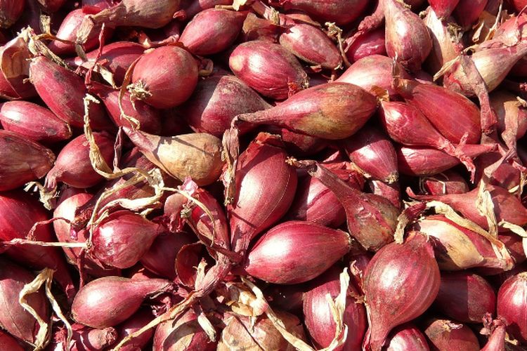 Siapa Sangka Bawang Merah Bisa Dijadikan Obat Diabetes, Ampuh Jika Dikonsumsi Seperti Ini