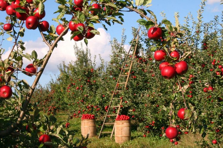 Miliki Area Kebun hingga Hotel, Pondok Pesantren di Jawa Barat Ini Punya Santri dari Afrika Selatan