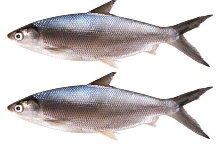 Daerah Terpencil di Jawa Tengah Ini Jadi Pusatnya Ikan Bandeng Terbesar di Dunia, Bisa Tebak?