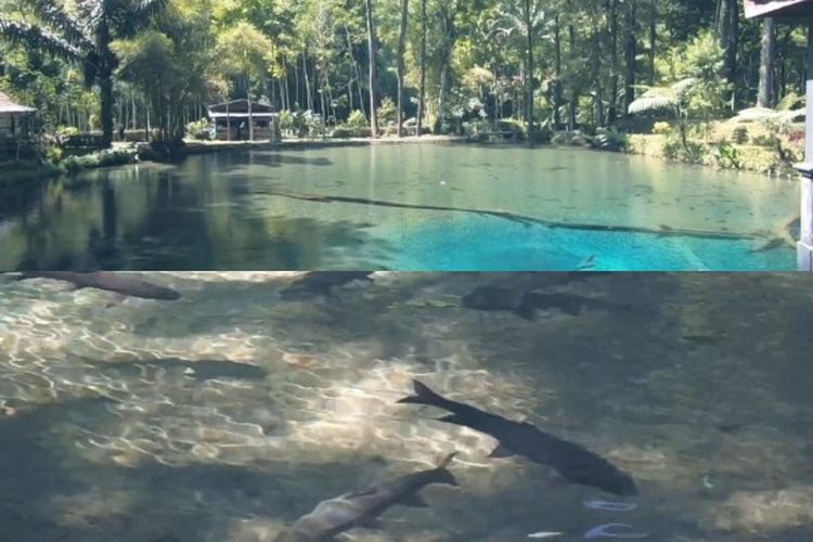 Mitos Tempat Wisata Telaga Rambut Monte di Blitar, Disebut-Sebut Sebagai Tempat Berkumpulnya Ikan Dewa?