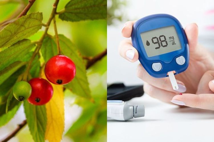 Dahsyat! Minuman Daun Kersen Ternyata Ampuh Atasi Diabetes Melitus dan Kadar Gula Berlebih, Ini Cara Raciknya