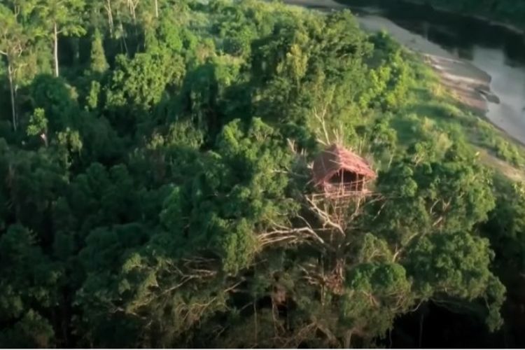 Kisah Unik Suku Pedalaman Papua: Ada Rumah Setinggi 50 Meter hingga Ancaman Kanibalisme