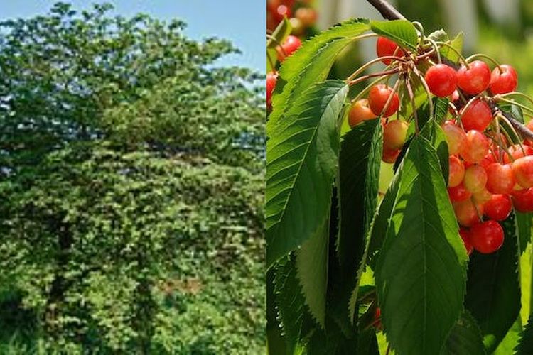 Diabetes Melitus Minggat, Gula Darah Seketika Normal Pakai Ramuan Herbal Daun Kersen Ini