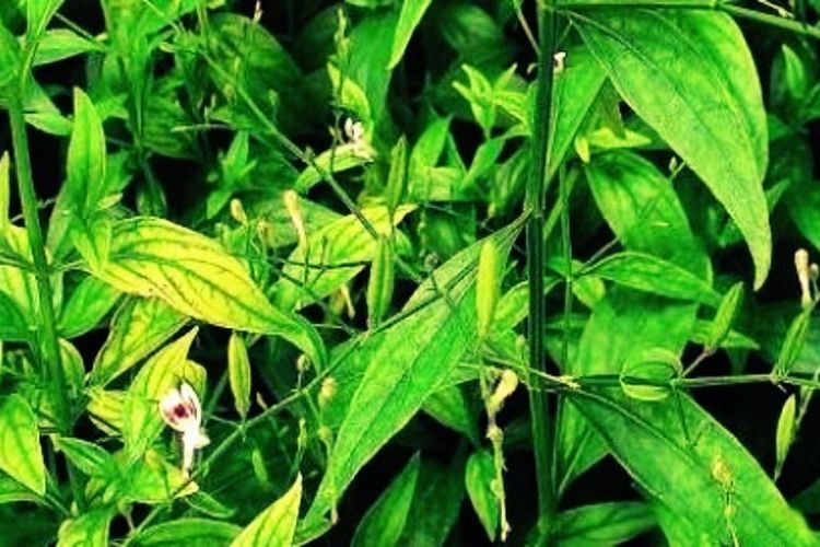 Dikira Sampah Daun, Siapa Sangka Tanaman Herbal Ini Ampuh Turunkan Gula Darah Pasien Diabetes Melitus