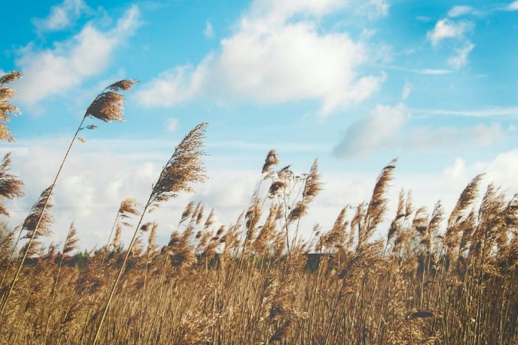 5 Wilayah Tersejuk di Kalimantan Barat saat Musim Penghujan, Lebih Dingin dari Eropa?