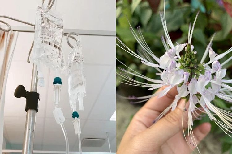 Diabetes Melitus Hilang Seketika dan Kadar Gula Darah Kembali Normal Gegara Satu Tanaman Herbal Ini