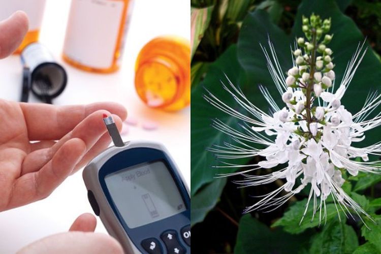 Lawan Diabetes Melitus dengan Ramuan Kumis Kucing, Efektif untuk Menormalkan Kadar Gula dalam Darah