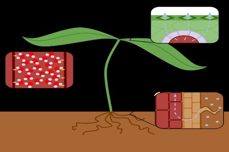 Transpirasi Tumbuhan: Pengertian, Fungsi, dan Prosesnya – Materi Biologi Kelas 11