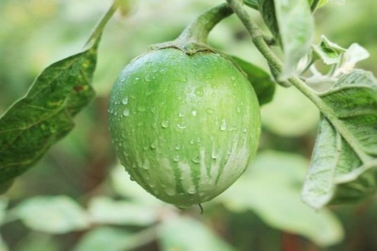 Dikira Tanaman Liar, Ternyata Terong Lalap Ampuh Atasi Diabetes Melitus Sampai Sembuh, Begini Resepnya!