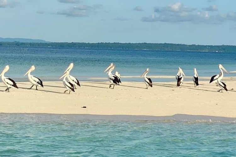 Tak Perlu ke Kebun Binatang, Pulau Unik di Maluku Ini Hadirkan Kawanan Burung Pelikan Imigrasi