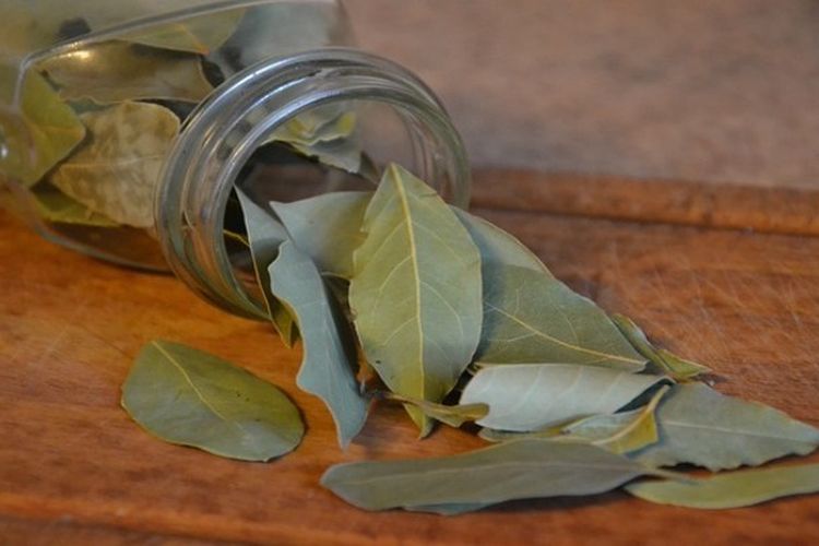 Gula Darah Dijamin Normal, Cara Buat Ramuan Herbal dari Tanaman Gurmar yang Bisa Sembuhkan Diabetes Melitus