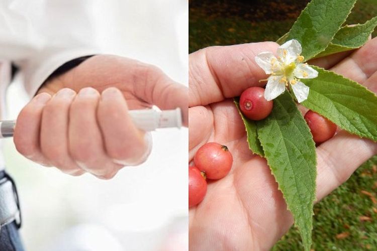 Minum Ramuan Daun Kersen Selama 7 Hari, Diabetes Melitus Mendadak Sembuh dan Kadar Gula Darah Kembali Normal