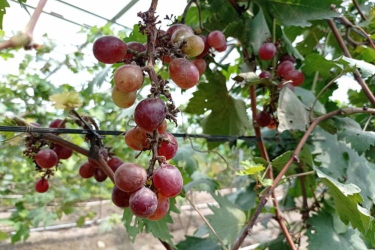Keren! Warga Bantul Jogja Ubah Kampung Biasa Jadi Kampung Anggur, Tiap Hari Bisa Panen!