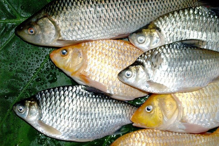 Kuliner Ekstrim! Penduduk di Desa Ini Konsumsi Makanan Mentah dari Sungai, Berani Coba?