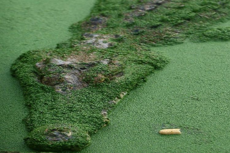 Dihuni 2800 Ekor Buaya, Danau Ini Jadi Daerah Penghasil Buaya Terbesar di Dunia? Ada yang Bisa Tebak?