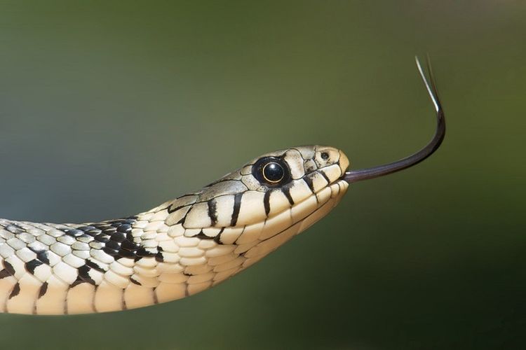 5 Ular Paling Berbisa di Dunia Rupanya Ada di Sulawesi Utara, Nomor 1 Bukan King Cobra
