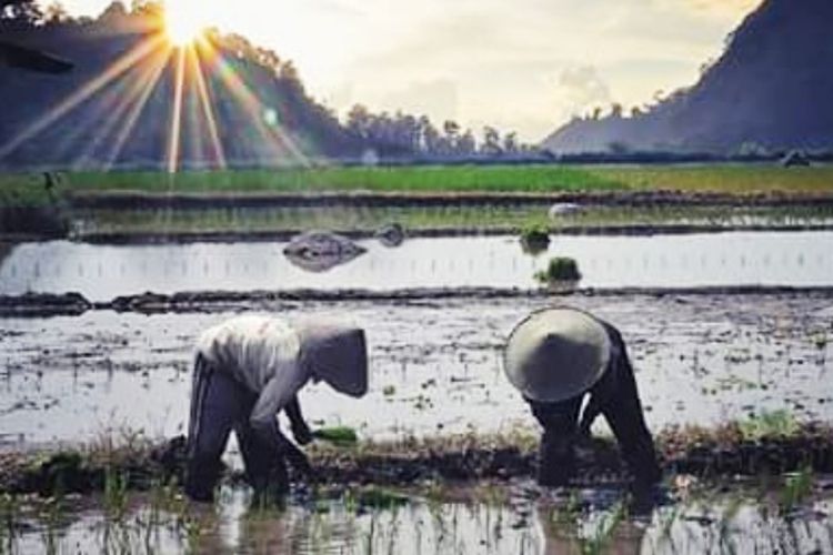 Jember, Malang dan Surabaya Kalah Gokil! Daerah Pelosok di Jawa Timur Ini Sukses Berantas Kemiskinan