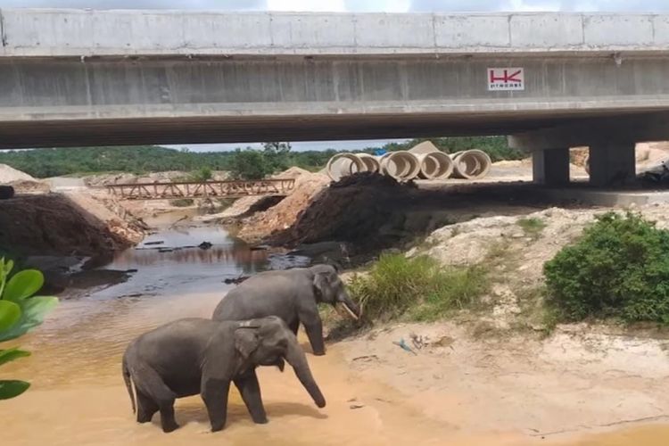 Inilah Daftar Rekor Proyek Jalan Tol Terpanjang dan Termahal di Indonesia, Salah Satunya Ada di Sumatera