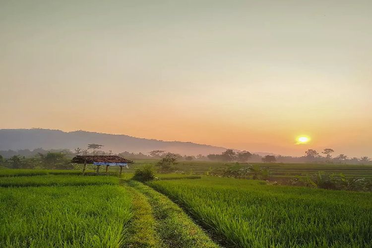 Luas Panen Hingga  226.626 ha, Kabupaten Indramayu Dinobatkan Sebagai Pelopor Padi Terbesar di Indonesia