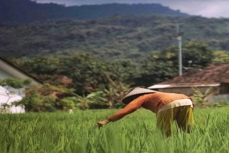 Bukan Indramayu dan Karawang, Inilah Kabupaten Penghasil Padi Terbanyak se-Indonesia, Bisa Tebak?
