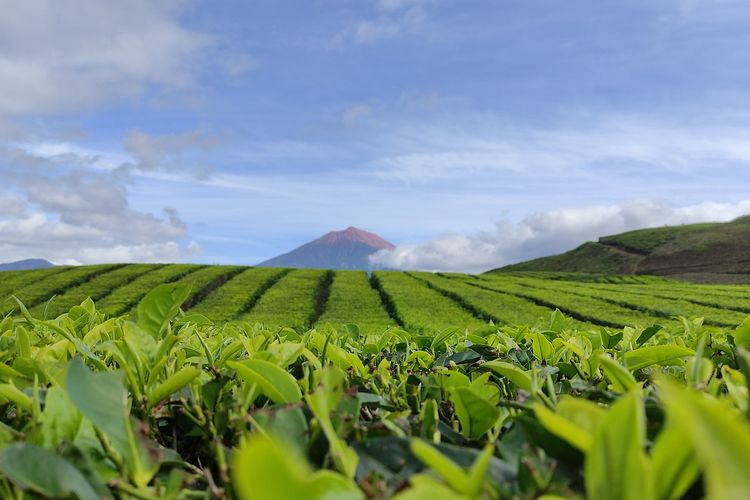 419 KM ke Kota Jambi, Gunung di Kerinci Ini Jadi Puncak Pulau Sumatera dan Habitat Harimau Sumatera