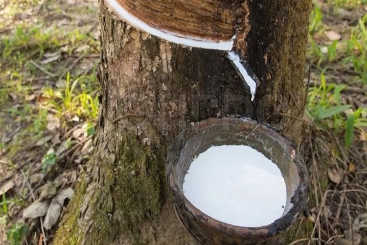Selain Minyak, Riau Juga Jadi Salah Satu Penghasil Karet Terbesar di Dunia, Inilah 4 Daerah Kontributornya!