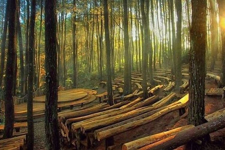 Mau Berkemah dan Rafting? Penginapan di Bandung ini Sajikan Panorama Hutan Pinus Rahong dan Sungai Palayangan