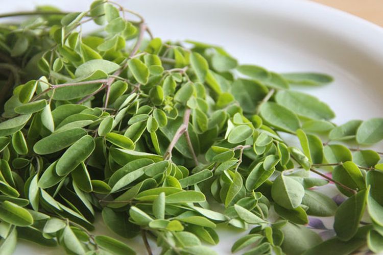 Sering Dianggap Tanaman Liar, Solusi Efektif Mengatasi Diabetes Melitus dengan Daun Kelor, Ini Cara Olahnya