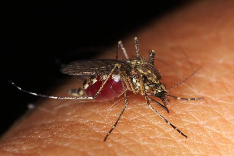 Jangan Sampai Kamu Menderita Penyakit Malaria karena Nyamuk Anopheles, Ternyata Ini Cara Mencegahnya