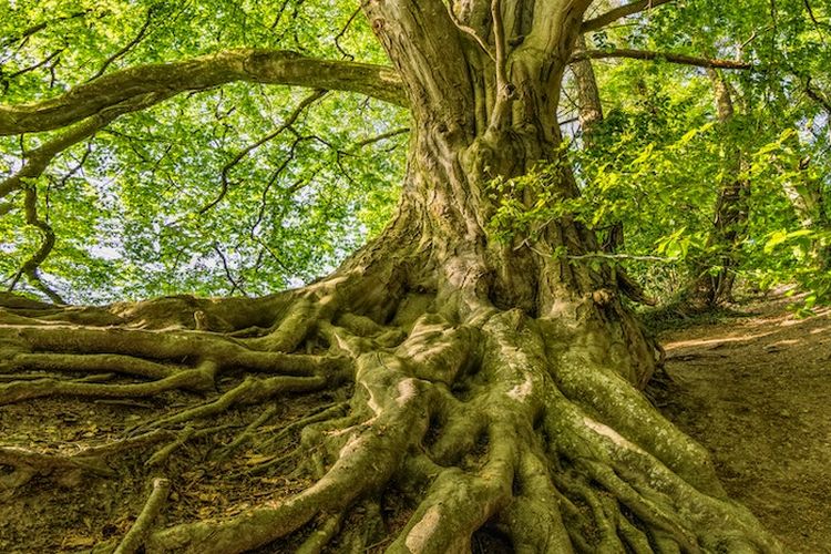 Selain WBL, Lamongan Juga Punya Wisata Akar Pohon Langit yang Unik, Cocok untuk Foto Instagramable