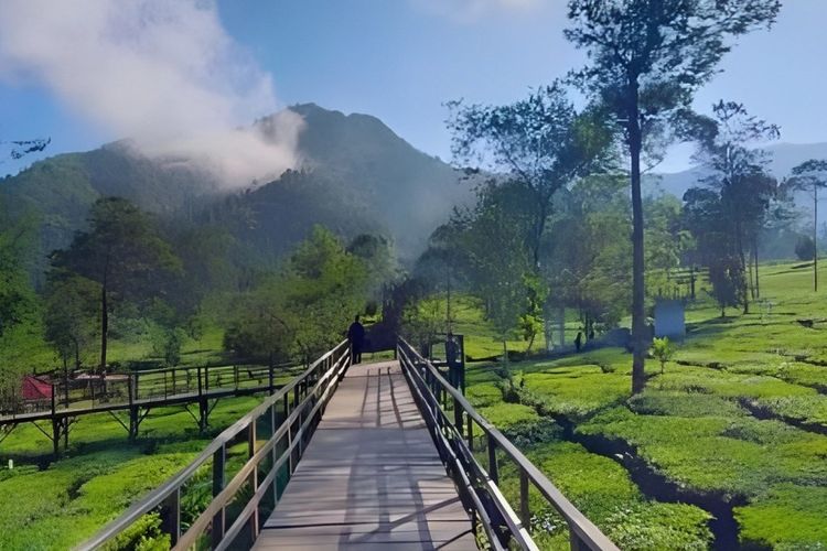 Gokil! Jawa Timur Punya Kebun Seluas 27 Hektar dan Terbesar se-Indonesia, Lokasinya di…