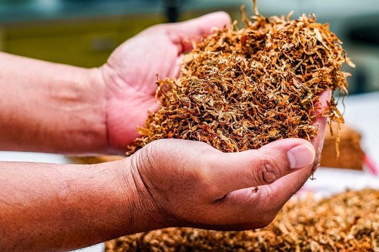 Panen Cuan Sekali Tanam! 2 Kecamatan di Jember Jawa Timur Ini Jadi Kontributor Utama Tembakau di Indonesia