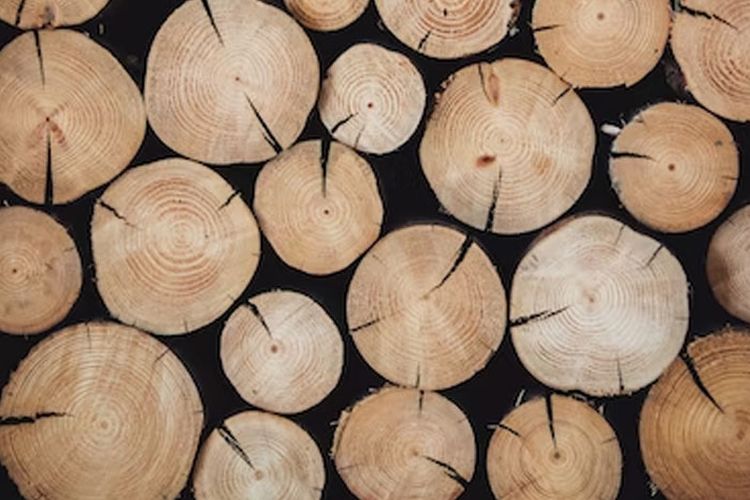 Tembus Rp1 Miliar per Kilo, Kayu Gaharu Asli Indonesia Termahal di Dunia yang Dimuliakan Bangsawan Arab