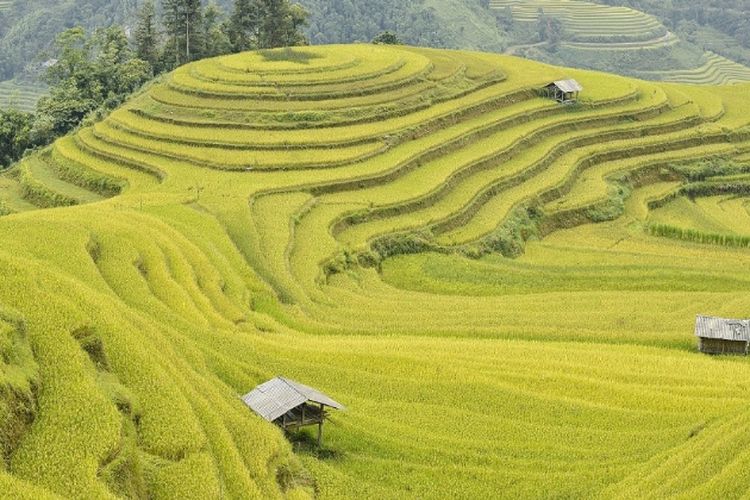 Desa Unik di Pulau Bali Ini Memiliki Konsep Atap Rumah Menyerupai Joglo, Letaknya 80 Km dari Denpasar