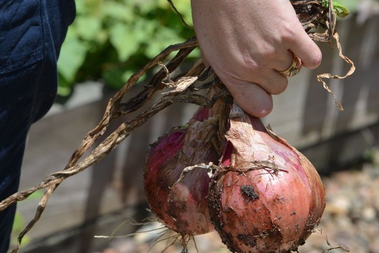 Hasilkan 103,96 Kuintal per ha, Pertanian Bawang Merah Terbesar di Jawa Timur Ini Terima Rp 3M Setiap Panen?