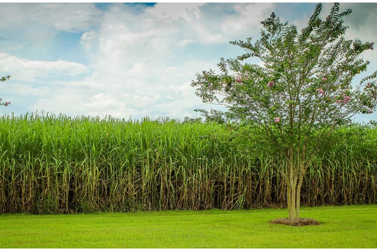 Jawa Timur Memimpin dengan Lahan Seluas 184,2 Hektar: Inilah 6 Daerah Penghasil Tebu Terbesar di Indonesia!