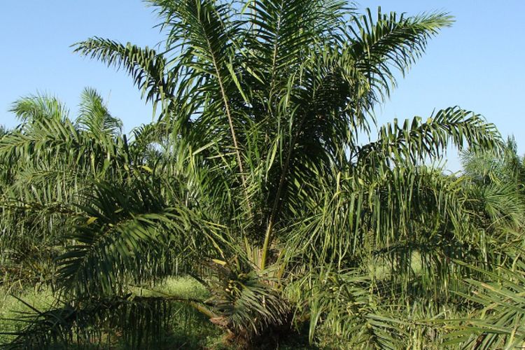 Panen Tahunan Capai 1 Juta Ton, Inilah 5 Daerah Penghasil Kelapa Sawit Terbesar di Sumatera Selatan