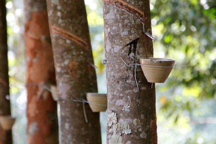 Pemasukan Capai 1 Miliar USD, Nilai Ekspor Karet di Sumatera Selatan Ini Berhasil Konsisten Selama 5 Tahun?