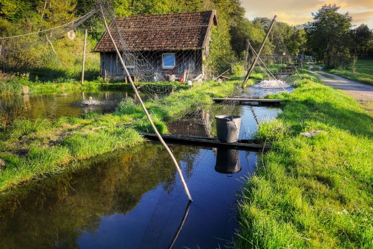 Budidaya Ikan Hasilnya Triliunan? Inilah 6 Daerah di Jawa Timur dengan Nilai Produksi Perikanan Paling Tinggi